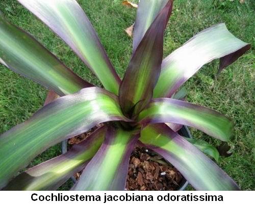 Cochliostema jacobiana odoratissima.jpg